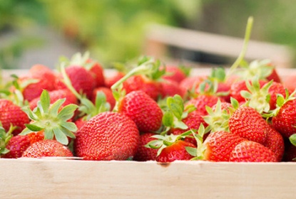 Local strawberries all year-round